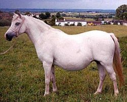 broodmare Sunwillow Bernina (Welsh mountain pony (SEK.A), 1968, from Marsh Crusader)