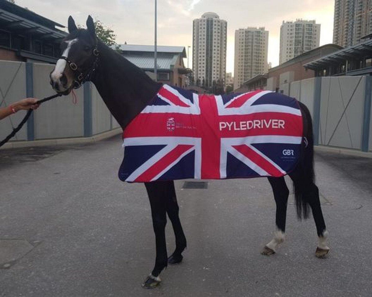stallion Pyledriver xx (Thoroughbred, 2017, from Harbour Watch xx)