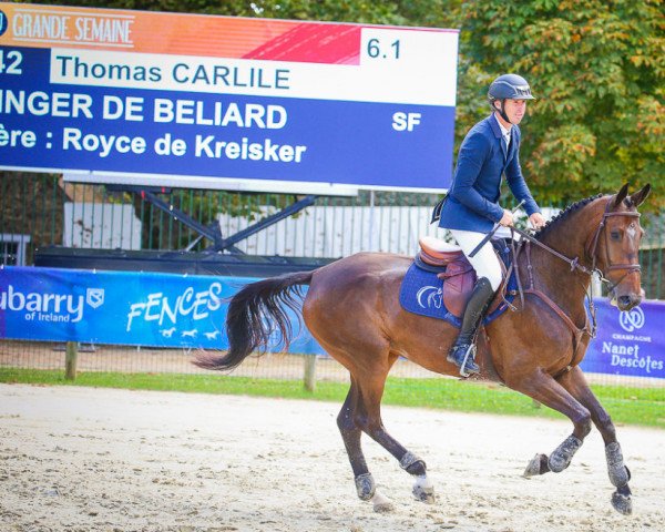 horse Ginger de Beliard (Selle Français, 2016, from Upsilon AA)