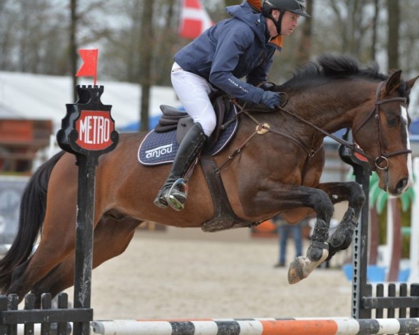 Springpferd Ephebe du Viallard AA (Anglo-Araber, 2014, von Upsilon AA)