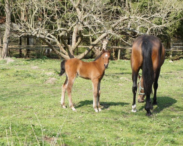 broodmare Mirabelle 72 (German Riding Pony, 2012, from Manchester United)