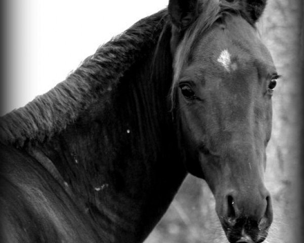 horse Santo Domingo (Oldenburg, 2010, from Sandro Hit)