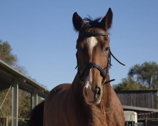 horse Lennox 38 (Westphalian, 1992, from Le Cou Cou)