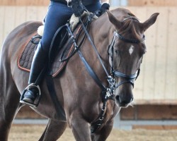 dressage horse Exodus Lady H (Württemberger, 2003, from Exodus)