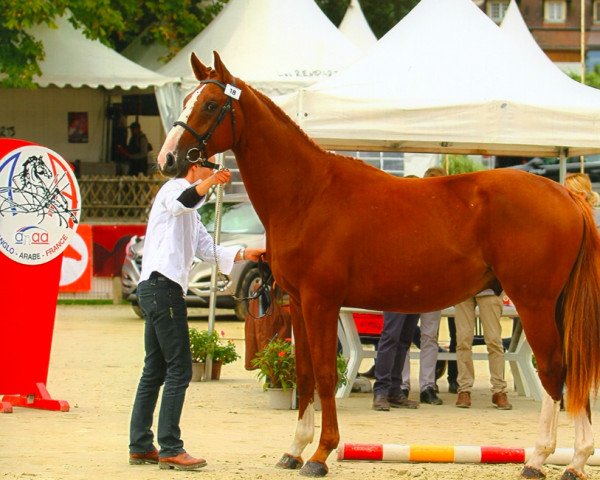 horse Fiston des Loges AA (Anglo-Arabs, 2015, from Upsilon AA)