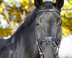 Dressurpferd Dark Kiss (KWPN (Niederländisches Warmblut), 2005)