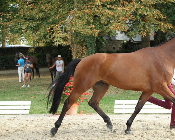 horse Django de Beliard AA (Anglo-Arabs, 2013, from Lux Z)