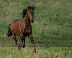 stallion Tantriko xx (Thoroughbred, 1985, from Fabulous Dancer xx)