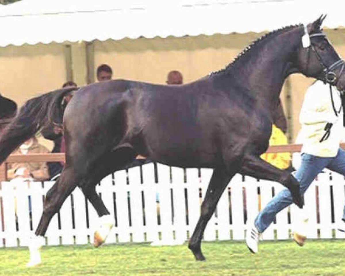 stallion High Spirits (Hanoverian, 2001, from Hohenstein I)