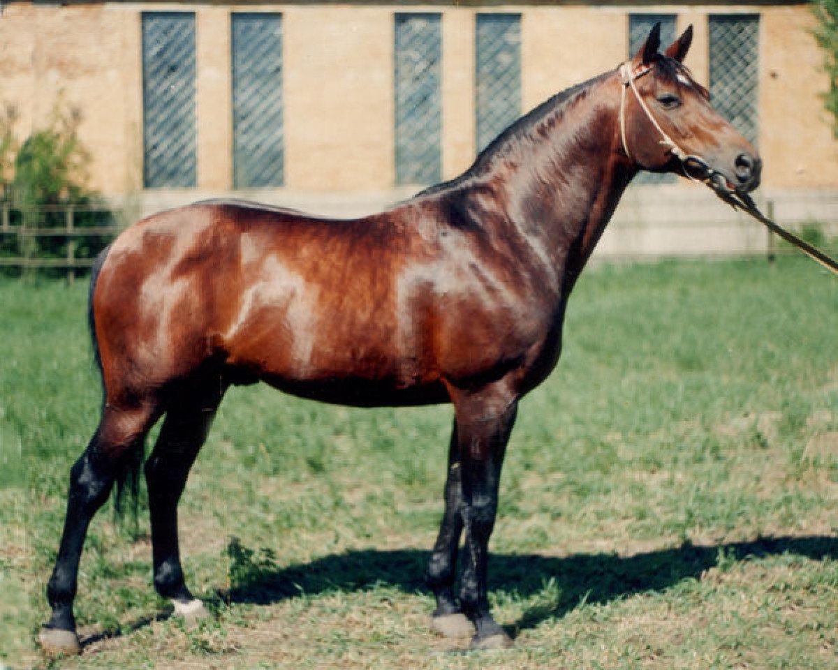 stallion Vypas (Russian Trakehner, 1979, from Pepel)