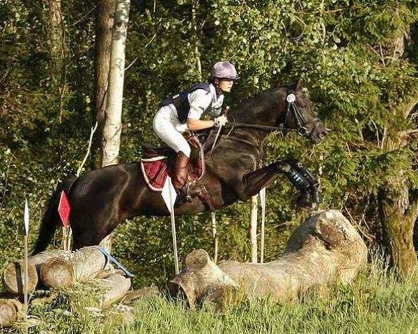 Springpferd Gandalf VM (Trakehner, 2004, von Konvoi)