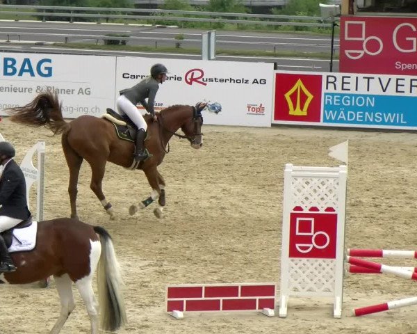 Reitturnier Wädenswil 2022