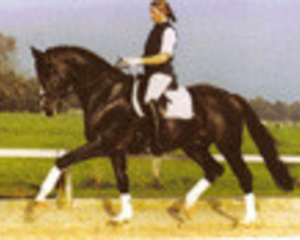 Deckhengst Pretty Dancer (Trakehner, 1996, von Mackensen)
