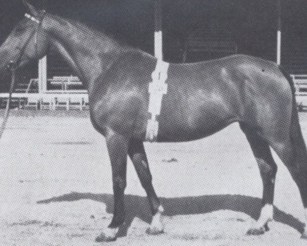 broodmare Piave (Holsteiner, 1956, from Heidelberg)