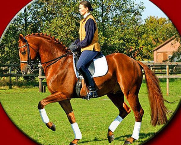 stallion Red Rossini (Hanoverian, 1995, from Rubinstein I)