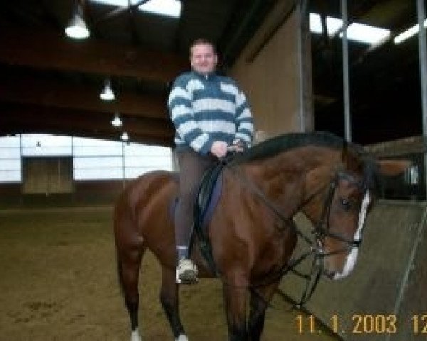 broodmare Merle (Hanoverian, , from Manstein) broodmare Merle (Hanoverian, , from Manstein)