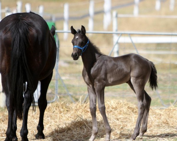 horse Neuland Highness (South African Warmblood, 2013, from Rivendell Highflyer)