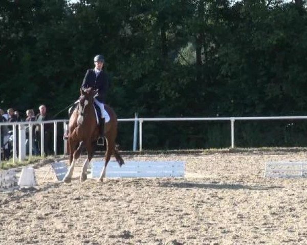 Dressurpferd Ebodini Everdin (Westfale, 2006, von Ehrentusch)