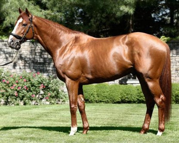 stallion Cape Blanco xx (Thoroughbred, 2007, from Galileo xx)