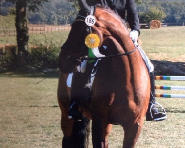 dressage horse Kenzo (Westphalian, 1999, from Sir Schölling)