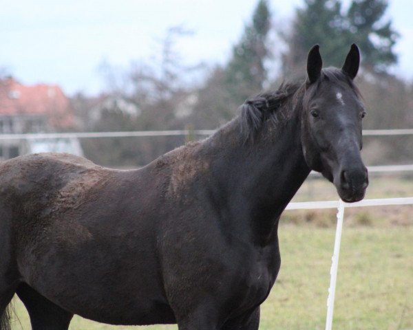 dressage horse Serious Black (Mecklenburg, 2008, from Swarovski) dressage horse Serious Black (Mecklenburg, 2008, from Swarovski)