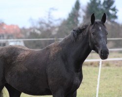 dressage horse Serious Black (Mecklenburg, 2008, from Swarovski)