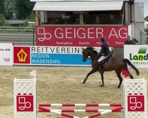 Reitturnier Wädenswil 2022