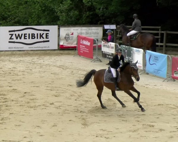 Reitturnier Wädenswil 2022