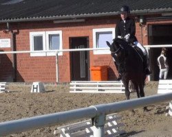 Dressurpferd Piet 44 (Deutsches Reitpony, 2005, von Prometheus B)