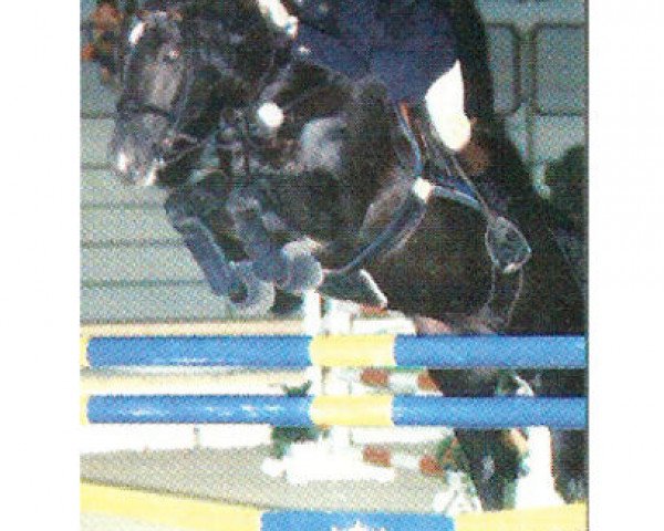 stallion Van Gogh (Oldenburg, 1981, from Vollkorn xx)