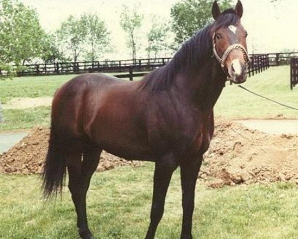stallion Star de Naskra xx (Thoroughbred, 1975, from Naskra xx)