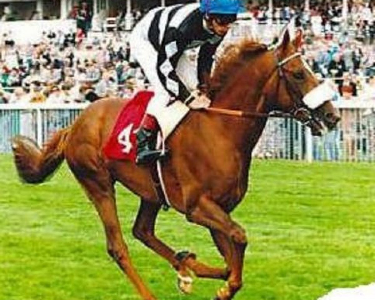 stallion Fast Eddy xx (Thoroughbred, 1991, from Sharpo xx)