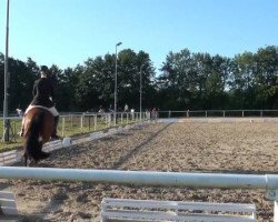 Dressurpferd Relax (Westfale, 2006, von Rubin Cortes OLD)