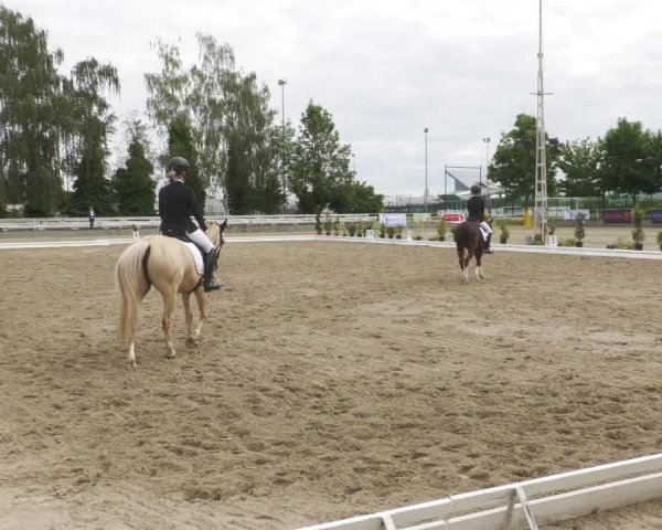 Reitturnier Billigheim 2022
