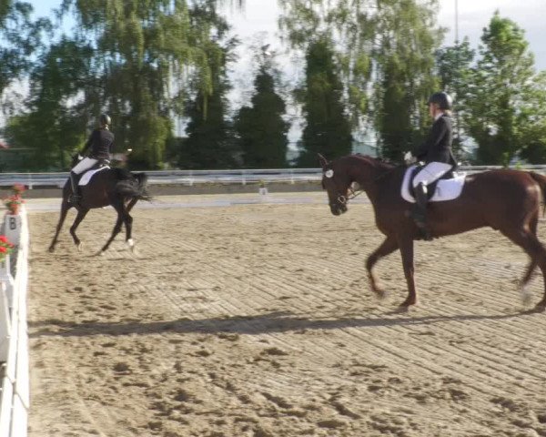 Reitturnier Billigheim 2022