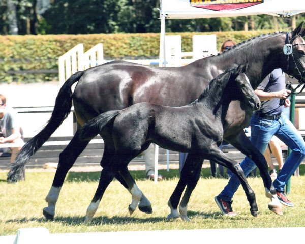 Pferd Federweisse 5 (Oldenburger, 2019, von Benefit)