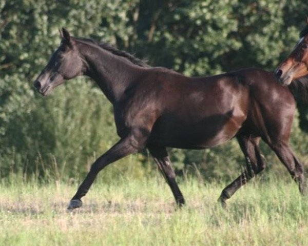 broodmare Haustochter (Trakehner, 1987, from Schwalbenherbst)