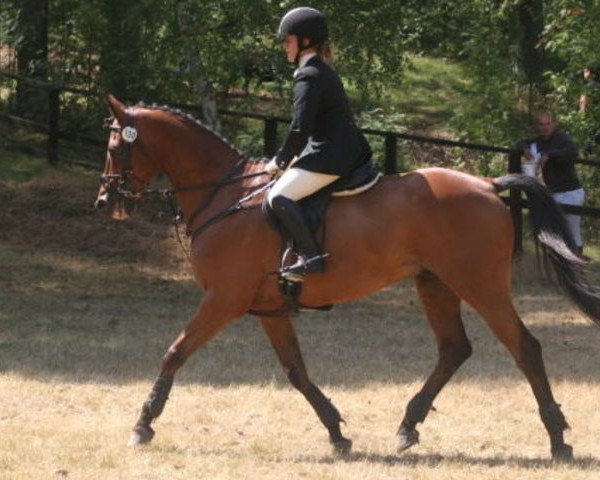 dressage horse Horus 7 (Trakehner, 1996, from Nerv 1370)