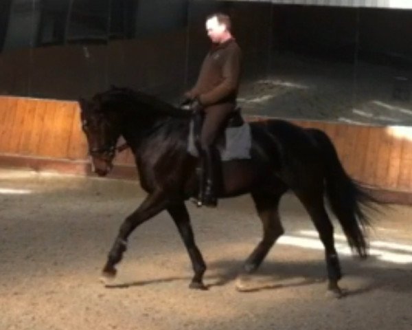 Springpferd Dondulino S (Oldenburger, 2005, von Donnerball)