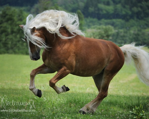 stallion Abraham (Haflinger, 2007, from Arachon II)