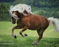 stallion Abraham (Haflinger, 2007, from Arachon II)