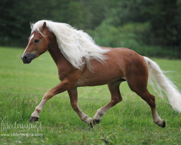 stallion Welano (4,30% ox) (Edelbluthaflinger, 2007, from Weritas (3,125% ox))