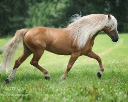 dressage horse Max (Haflinger, 1999, from Martinus)