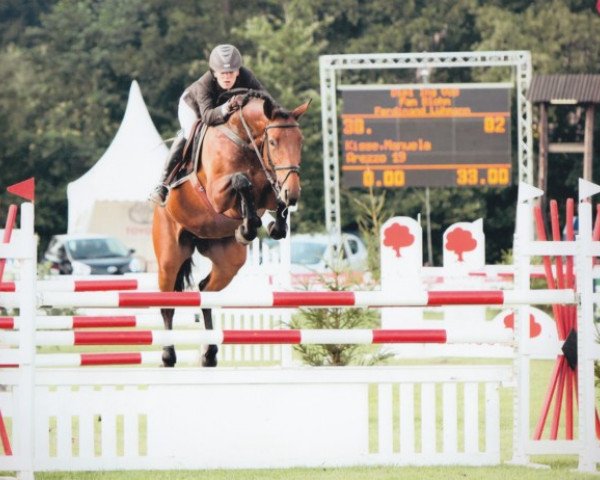 jumper Arezzo 19 (Holsteiner, 2004, from Acobat II)