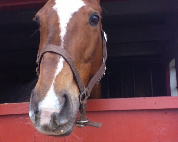 Pferd Red Blooded Woman (Mecklenburger, 2000, von Readily xx)