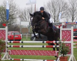 Springpferd Wapiti 141 (Holsteiner, 2006, von Quantum)