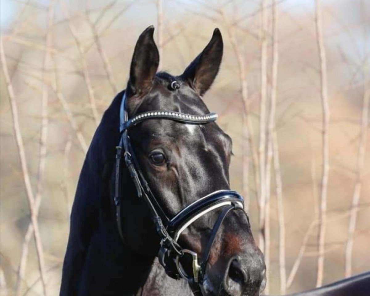 stallion Sundance (Hanoverian, 2014, from San Amour I)