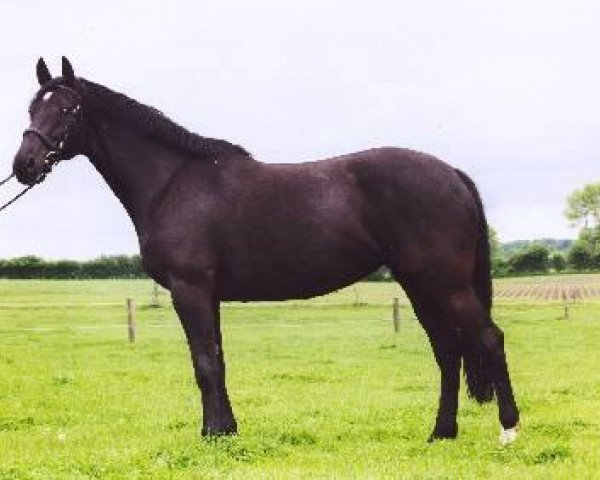 broodmare Isabeau I (Holsteiner, 1994, from Sir Shostakovich xx)