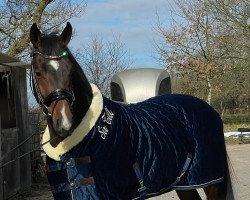 horse Sir Till (Hanoverian, 2019, from Sundance)