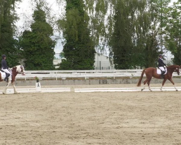 Reitturnier Billigheim 2022